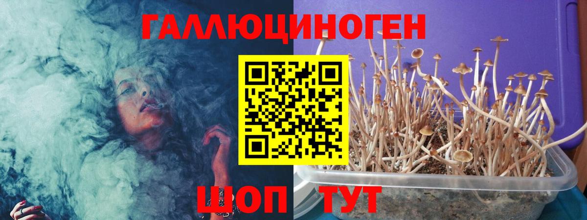 Галлюциногенные грибы Psilocybe Сыктывкар